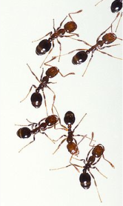 Red Ants (aka Fire Ants) Courtesy of Wikipedia